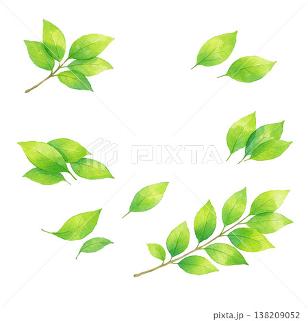 新緑の葉のセット素材 ナチュラルな植物あしらい 春初夏のグリーンデザイン 白背景 138209052