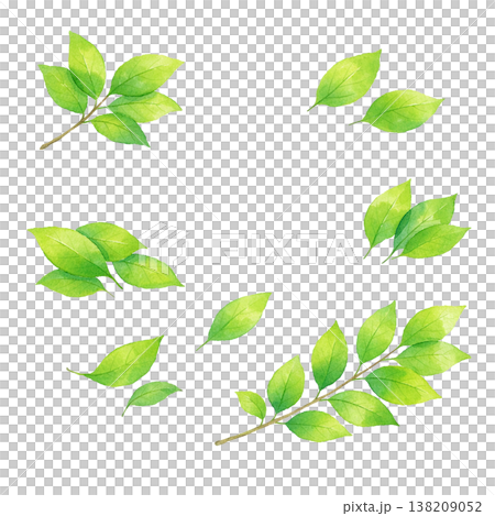 新緑の葉のセット素材 ナチュラルな植物あしらい 春初夏のグリーンデザイン 白背景 138209052