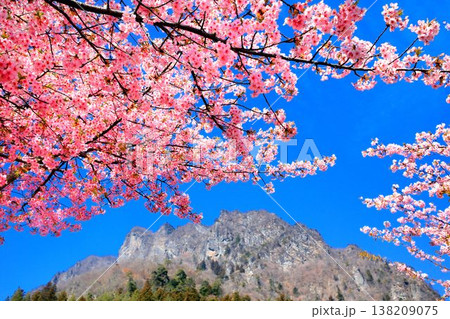 河津桜と妙義山 河津桜と妙義山 138209075