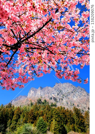 河津桜と妙義山 河津桜と妙義山 138209076