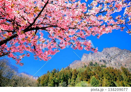 河津桜と妙義山 138209077