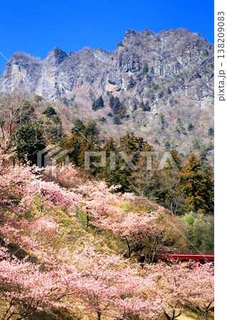 河津桜と妙義山 河津桜と妙義山 138209083