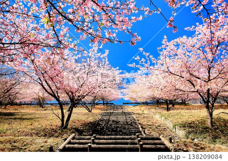 河津桜と妙義山 河津桜と妙義山 138209084