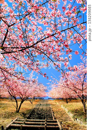 河津桜と妙義山 河津桜と妙義山 138209085