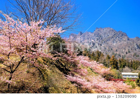 河津桜と妙義山 138209090