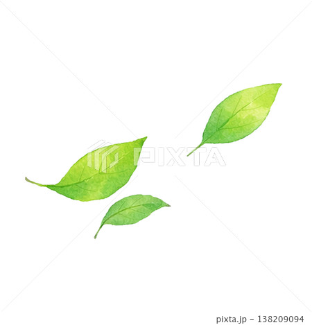 新緑の葉のシンプル素材 ナチュラルな植物イメージ 春初夏のグリーンデザイン 白背景 新緑の葉のシンプル素材 ナチュラルな植物イメージ 春初夏のグリーンデザイン 白背景 138209094