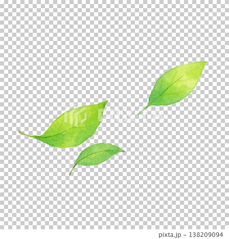 新緑の葉のシンプル素材 ナチュラルな植物イメージ 春初夏のグリーンデザイン 白背景 新緑の葉のシンプル素材 ナチュラルな植物イメージ 春初夏のグリーンデザイン 白背景 138209094