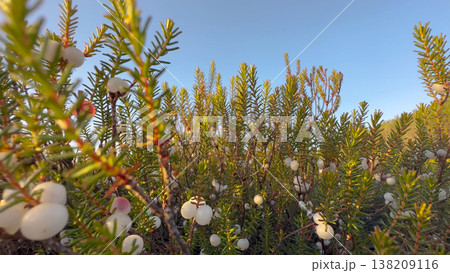 Camarinha or Portuguese crowberry Camarinha or Portuguese crowberry 138209116