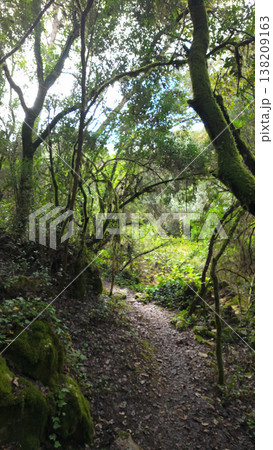 Mystical forest at Rio de Mouros pathway in Condeixa, Coimbra Portugal Mystical forest at Rio de Mouros pathway in Condeixa, Coimbra Portugal 138209163