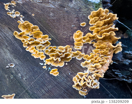 Woodland Fungi Artistry 138209209