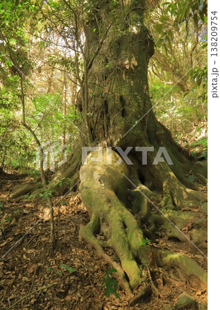 石岡市龍神山の巨木、筑波山地域ジオパーク 138209754