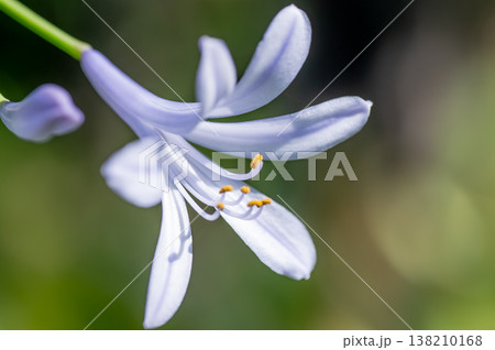 愛の花アガパンサス 愛の花アガパンサス 138210168