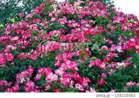 長野県坂城町のさかき千曲川バラ公園は山々に囲まれた千曲川のほとりに素晴らしいバラ公園があります。 138210302