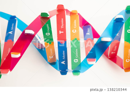 DNA molecule spiral structure model isolated on white background, chromosome and gene chemical science biology. 138210344