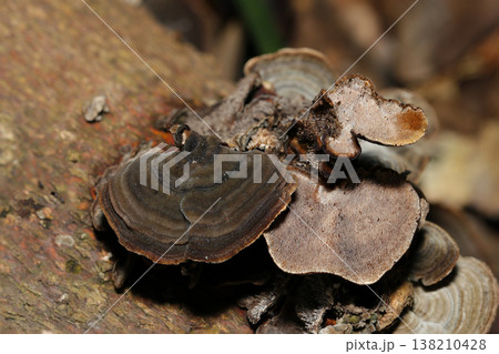 雑木林内に重生する渋い色柄のミダレアミタケキノコ（カサと管孔面・自然下茸類マクロ撮影） 138210428