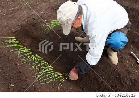 ネギ苗の植え付ける男性 138210525