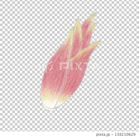 Illustration of myoga Illustration of myoga 138210629