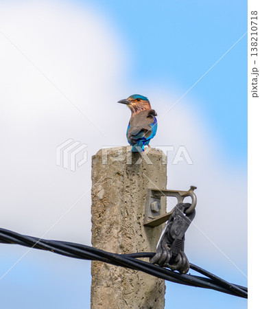 An Indian roller (Coracias benghalensis) perches on a concrete utility pole with electric wires against a clear blue sky An Indian roller (Coracias benghalensis) perches on a concrete utility pole with electric wires against a clear blue sky 138210718