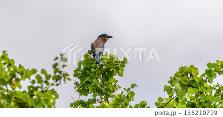 An Indian roller perches atop a leafy tree canopy against a clear blue sky 138210719