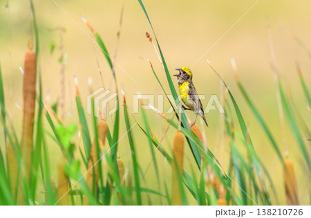 A male Baya Weaver sings from a cattail reed in a sunlit wetland marsh with soft golden bokeh and lush green grasses in the background A male Baya Weaver sings from a cattail reed in a sunlit wetland marsh with soft golden bokeh and lush green grasses in the background 138210726