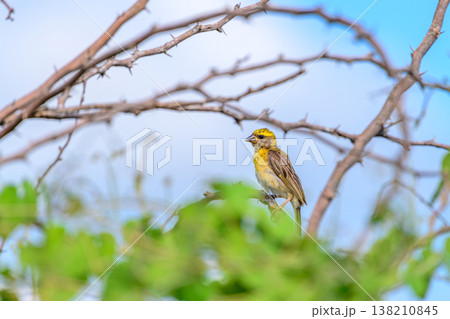 A baya weaver (Ploceus philippinus) perches on a thorny branch against a blue sky background in its dry lowlands habitat A baya weaver (Ploceus philippinus) perches on a thorny branch against a blue sky background in its dry lowlands habitat 138210845
