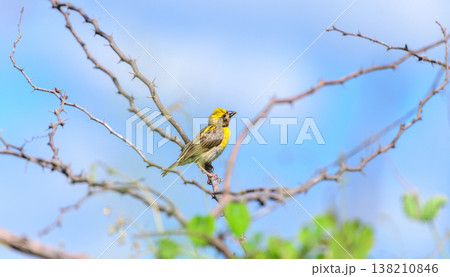A baya weaver (Ploceus philippinus) perches on a thorny branch against a blue sky background in its dry lowlands habitat A baya weaver (Ploceus philippinus) perches on a thorny branch against a blue sky background in its dry lowlands habitat 138210846