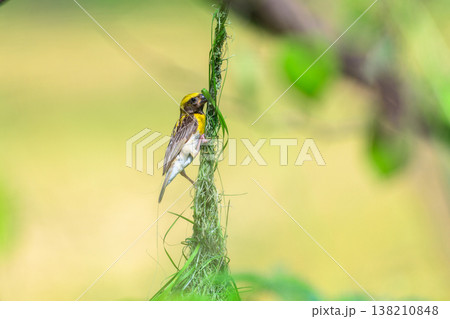 Baya weaver weaves a hanging nest while clinging to the slender top part of the nest, against a soft natural bokeh background Baya weaver weaves a hanging nest while clinging to the slender top part of the nest, against a soft natural bokeh background 138210848