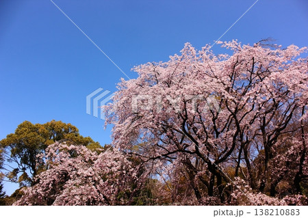 快晴の青空の中で満開になった六義園のシダレザクラ(4) 快晴の青空の中で満開になった六義園のシダレザクラ(4) 138210883