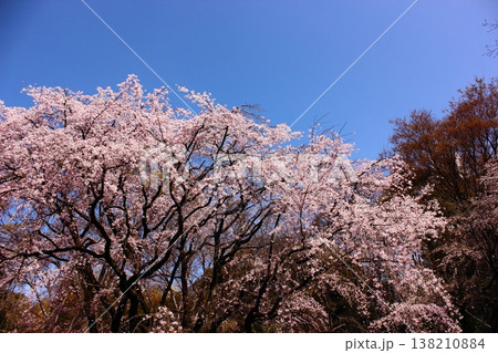 快晴の青空の中で満開になった六義園のシダレザクラ(5) 快晴の青空の中で満開になった六義園のシダレザクラ(5) 138210884