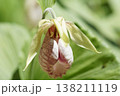 珍しい花の形の熊谷草 138211119