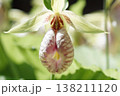 珍しい花の形の熊谷草 138211120