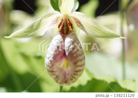 珍しい花の形の熊谷草 138211120