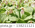 珍しい花の形の熊谷草 138211121