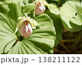 珍しい花の形の熊谷草 138211122