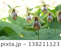 珍しい花の形の熊谷草 138211123
