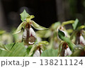 珍しい花の形の熊谷草 138211124