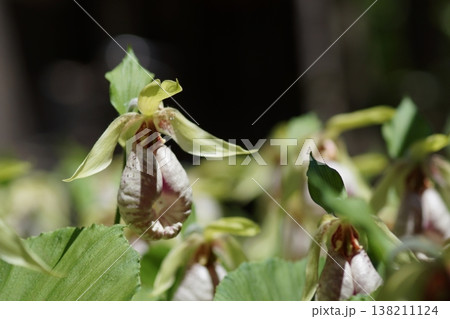 珍しい花の形の熊谷草 138211124