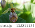 珍しい花の形の熊谷草 138211125