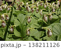 珍しい花の形の熊谷草 138211126
