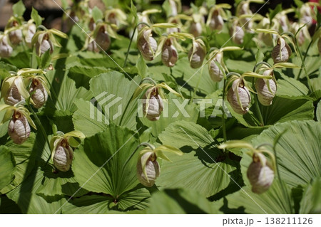 珍しい花の形の熊谷草 珍しい花の形の熊谷草 138211126