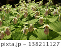 珍しい花の形の熊谷草 138211127