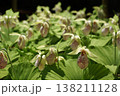 珍しい花の形の熊谷草 138211128
