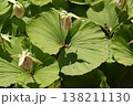 珍しい花の形の熊谷草 138211130