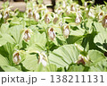 珍しい花の形の熊谷草 138211131