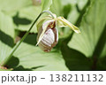 珍しい花の形の熊谷草 138211132