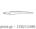ハモのイラスト 海水魚 食用魚 ベクター 筆ペン線画 細長い魚 138211486