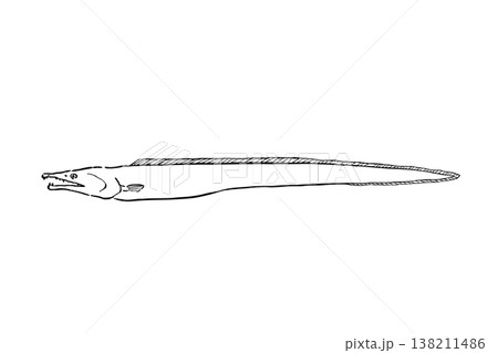 ハモのイラスト 海水魚 食用魚 ベクター 筆ペン線画 細長い魚 138211486