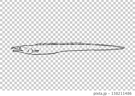 ハモの図鑑風イラスト 海水魚 食用魚 ベクター 筆ペン線画 細長い魚 教育素材 138211486