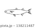 ボラのイラスト 海水魚 食用魚 ベクター 筆ペン線画 横向き 138211487