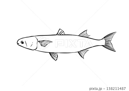ボラの図鑑風イラスト 海水魚 食用魚 ベクター 筆ペン線画 横向き 教育素材 138211487